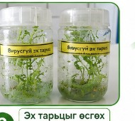 Эх тарьцыг өсгөх