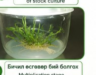 Бичил өсгөвөр бий болгох