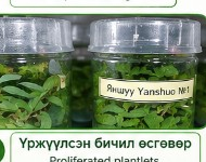 Үржүүлсэн бичил өсгөвөр