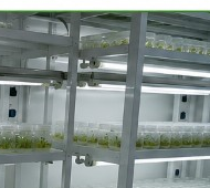 In vitro нөхцөлд үржүүлэх
