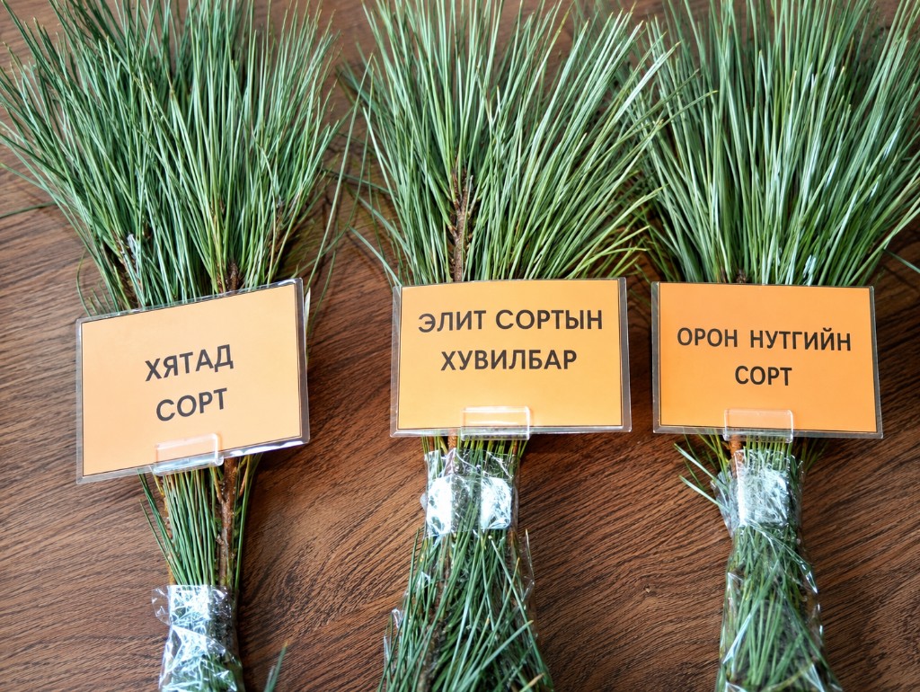 Сорт харьцуулсан суулгацын туршилт