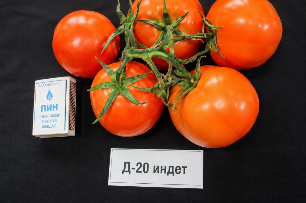 Лооль “Д-20 индет”